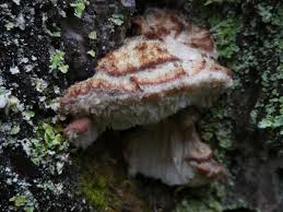 Attēlu rezultāti vaicājumam “Leptoporus mollis”