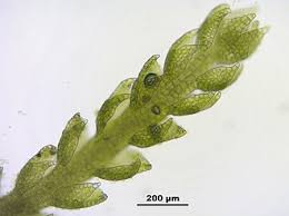 Attēlu rezultāti vaicājumam “Cephalozia catenulata”