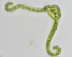 Attēlu rezultāti vaicājumam “Cynodontium strumiferum”