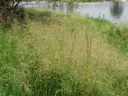 Attēlu rezultāti vaicājumam “Agrostis stolonifera”