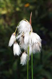 Attēlu rezultāti vaicājumam “Eriophorum angustifolium flower”