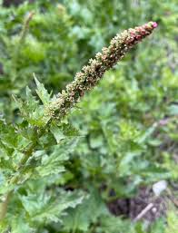 Attēlu rezultāti vaicājumam “Chenopodium polyspermum var. acutifolium flower”