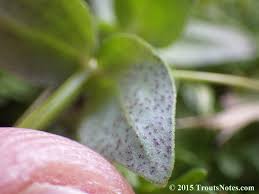 Attēlu rezultāti vaicājumam “Anagallis arvensis leaf”