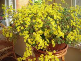 Image result for Aichryson