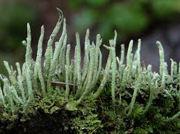 Attēlu rezultāti vaicājumam “Cladonia coniocraea”