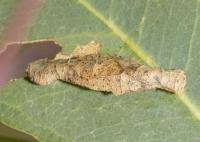 Attēlu rezultāti vaicājumam “Psychidae”