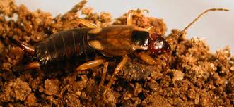 Attēlu rezultāti vaicājumam “Forficula auricularia”