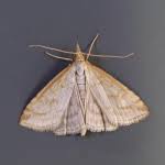 Attēlu rezultāti vaicājumam “Udea lutealis”