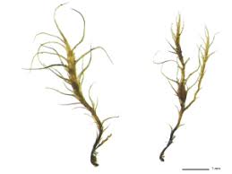 Attēlu rezultāti vaicājumam “Dicranella crispa”
