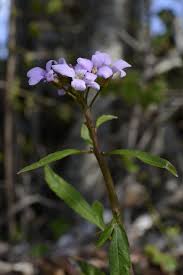 Attēlu rezultāti vaicājumam “Cardamine bulbifera leaf”