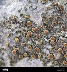 Attēlu rezultāti vaicājumam “Pachyphloeus melanoxanthus”