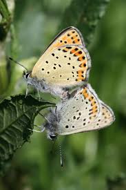 Attēlu rezultāti vaicājumam “Lycaena tityrus female”