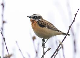 Attēlu rezultāti vaicājumam “Saxicola rubetra”