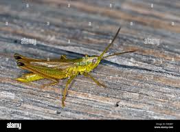 Attēlu rezultāti vaicājumam “Chrysochraon dispar”