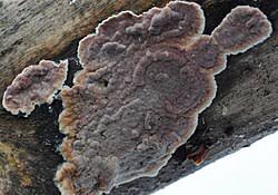 Attēlu rezultāti vaicājumam “Cylindrobasidium evolvens”