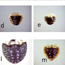 Attēlu rezultāti vaicājumam “Coccinella quinquepunctata”