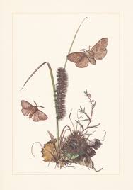 Attēlu rezultāti vaicājumam “Lasiocampidae”