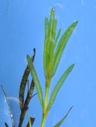 Attēlu rezultāti vaicājumam “Najadaceae”