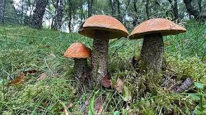 Attēlu rezultāti vaicājumam “Leccinum versipelle”