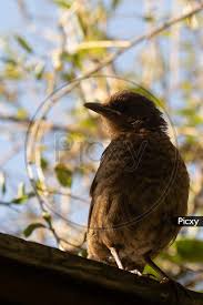 Attēlu rezultāti vaicājumam “Turdus merula female”