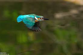 Attēlu rezultāti vaicājumam “Alcedo atthis adult”