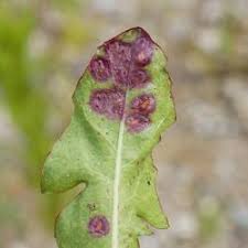 Attēlu rezultāti vaicājumam “Cystiphora sanguinea”