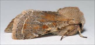 Attēlu rezultāti vaicājumam “Orthosia sp. larva”