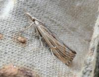 Attēlu rezultāti vaicājumam “Pediasia fascelinella”