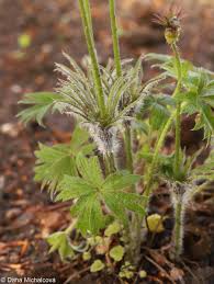 Attēlu rezultāti vaicājumam “Pulsatilla patens leaf”