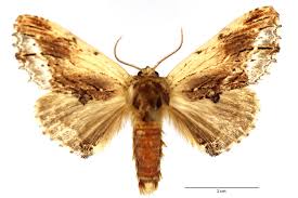 Attēlu rezultāti vaicājumam “Ptilodon capucina imago”