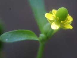Attēlu rezultāti vaicājumam “Ranunculus sceleratus leaf”