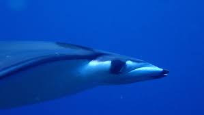 Image result for Mobula thurstoni