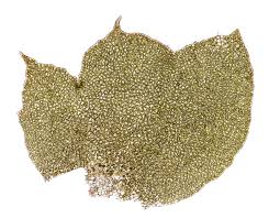 Attēlu rezultāti vaicājumam “Trilophozia quinquedentata”