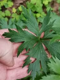 Attēlu rezultāti vaicājumam “Trollius europaeus leaf”
