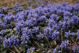 Attēlu rezultāti vaicājumam “Ajuga pyramidalis leaf”