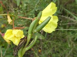 Image result for Oenothera biennis