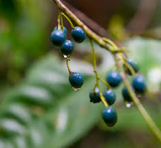 Attēlu rezultāti vaicājumam “Elymus caninus fruit”
