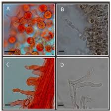 Attēlu rezultāti vaicājumam “Arcyria affinis young”