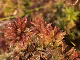 Attēlu rezultāti vaicājumam “Sphagnum magellanicum”