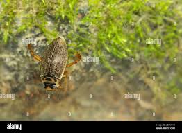 Attēlu rezultāti vaicājumam “Rhantus frontalis”