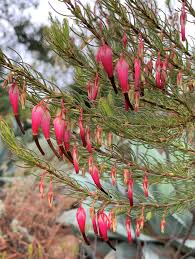 Attēlu rezultāti vaicājumam “Ericaceae”