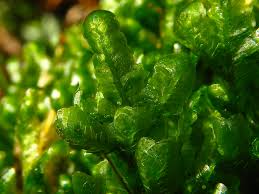 Attēlu rezultāti vaicājumam “Homalia trichomanoides”