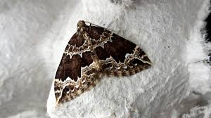 Attēlu rezultāti vaicājumam “Lampropteryx suffumata”