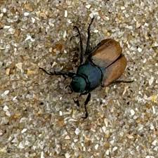 Attēlu rezultāti vaicājumam “Phyllopertha horticola imago”