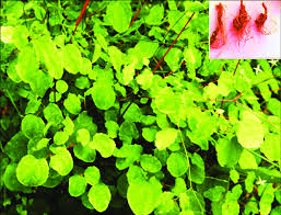 Attēlu rezultāti vaicājumam “Berberidaceae”