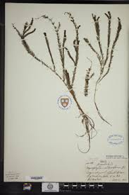 Attēlu rezultāti vaicājumam “Myriophyllum alterniflorum”