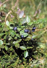 Attēlu rezultāti vaicājumam “Vaccinium myrtillus”