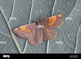 Attēlu rezultāti vaicājumam “Angerona prunaria”