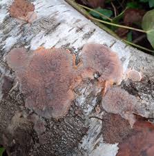 Attēlu rezultāti vaicājumam “Phlebia radiata”