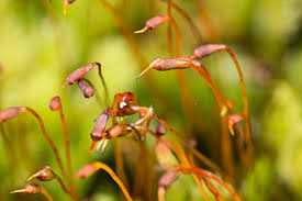 Attēlu rezultāti vaicājumam “Fissidens osmundoides”
